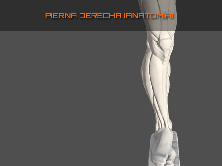 Pierna derecha 3D, escultura modelo de la asignatura "Anatomía y Morfología",  grado en Bellas Artes.