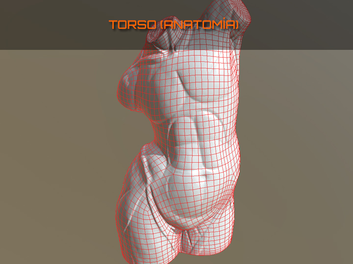 Torso 3D, escultura modelo de la asignatura "Anatomía y Morfología",  grado en Bellas Artes