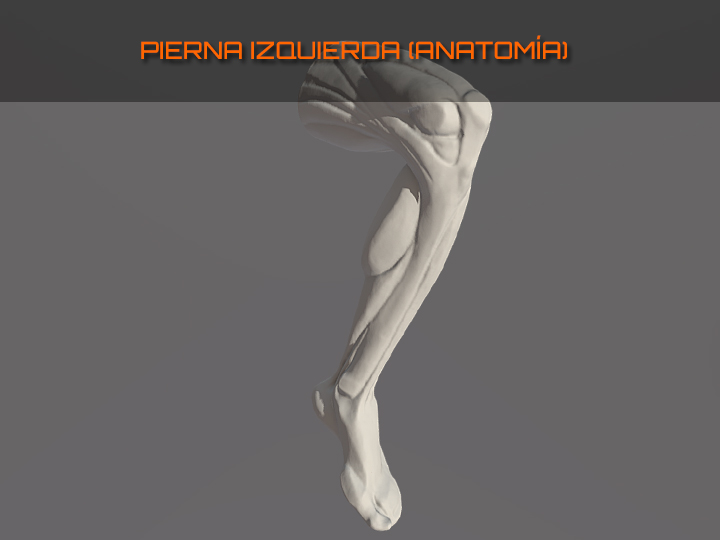Pierna izquierda 3D, escultura modelo de la asignatura "Anatomía y Morfología",  grado en Bellas Artes. 