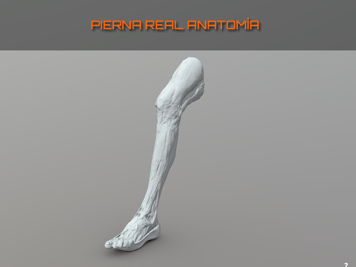 Pierna real anatomía, escultura modelo de la asignatura Anatomía y Morfología,  grado en Bellas Artes 