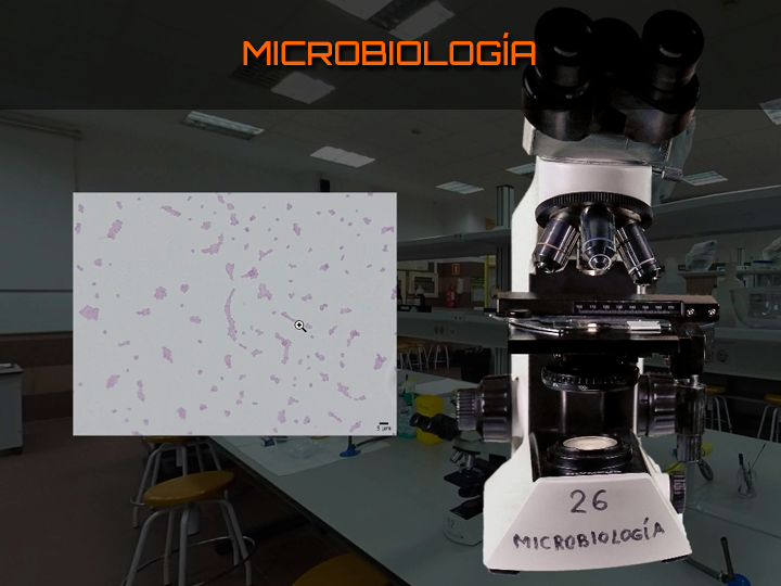 Laboratorio virtual de Microbiología: aplicación de la Realidad Virtual en el manejo y observación de preparaciones de microorganismos al microscopio óptico