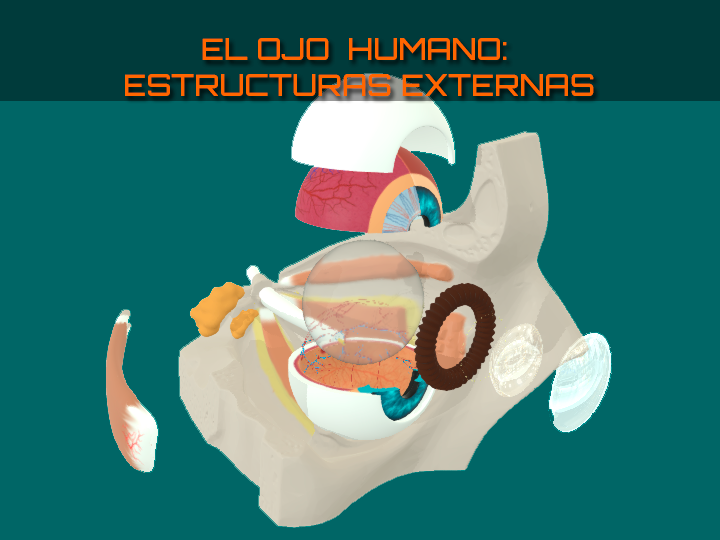 Ojo humano II: Estructuras externas asociadas